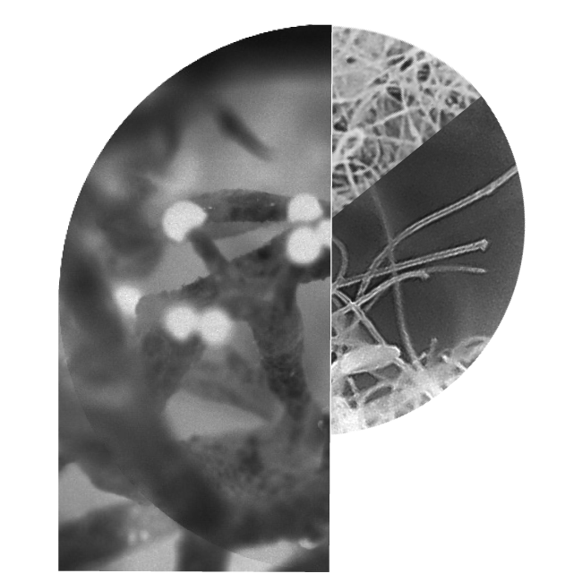 A letter "P" formed of images of neurons and filaments in black and white.