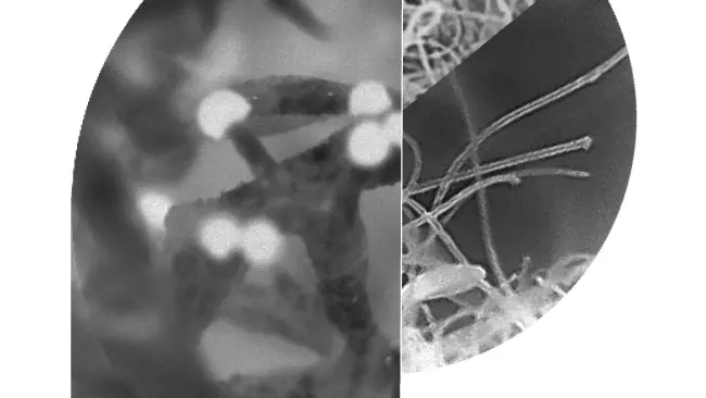 A letter "P" formed of images of neurons and filaments in black and white.